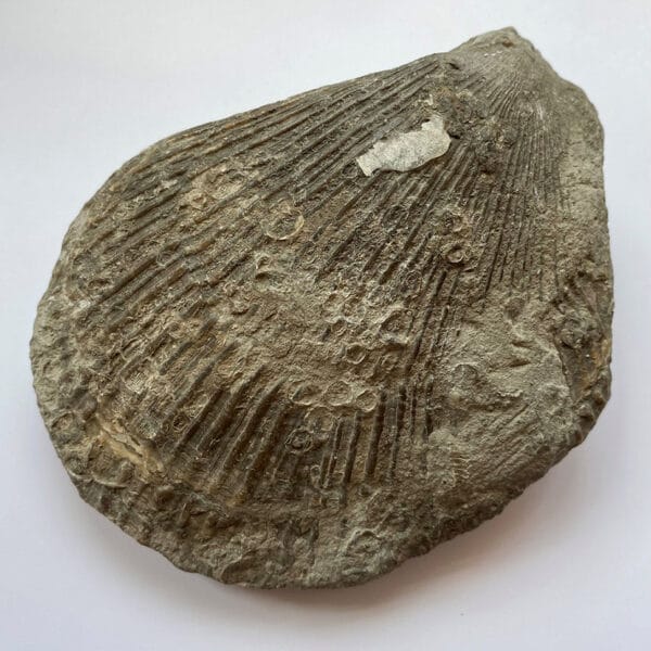Bivalve Fossil at the Harlow Museum