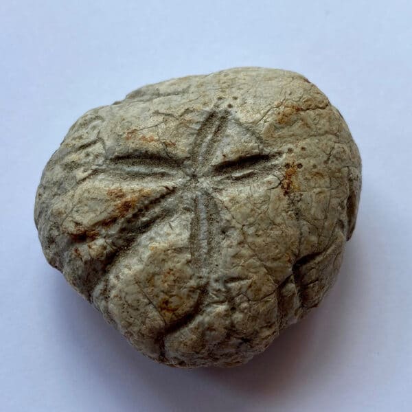Fossil of Echinoid Micraster in the Harlow Museum