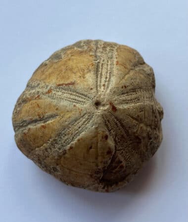 Echinoid Micraster Cretaceous Fossil at the Harlow Museum