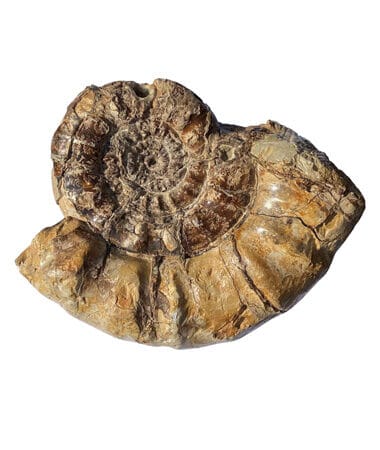 An Ammonite Fossil at the Harlow Museum