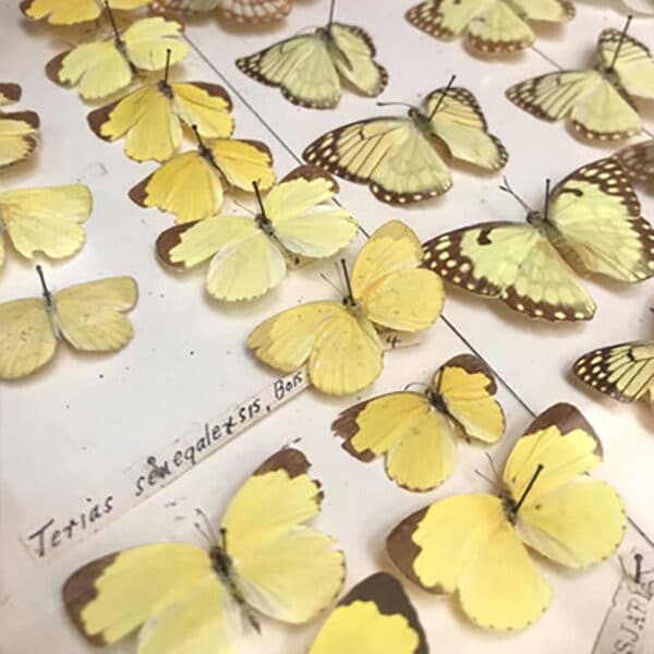 A photograph of a variety of yellow butterflies in a cabinet on display at the Harlow museum.